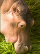 hippo