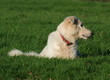 dogs on alert