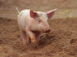 piglet piglet