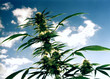 marihuana