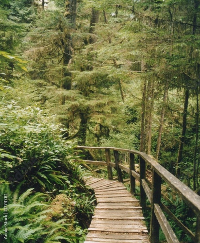 Photo: weg regenwald kanada weg regenwald kanada