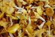 chanterelle mushrooms chanterelle mushrooms