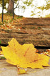 automne