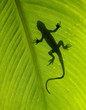 gecko silhouette