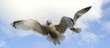 seagulls