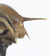 massive snail!