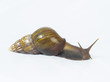 massive snail!