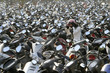 motorcycles
