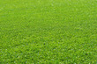 grass background