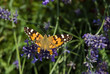 vanessa cardui butterfly
