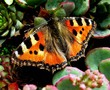 butterfly