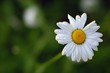 camomile