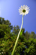 camomile