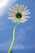 camomile
