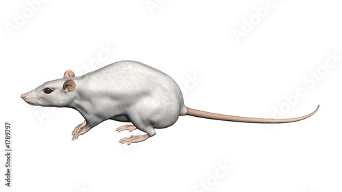 ratte rat 3d fond blanc