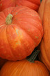 pumpkins at the harvest