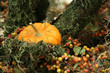 fall season