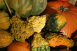 pumpkin harvest