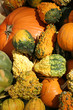 pumpkin farm