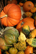 pumpkin harvest