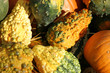 pumpkin patch