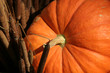 pumpkin close up