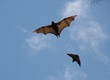 fruit bat 1.