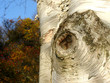 baumrinde