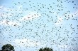 fruit bat invasion.