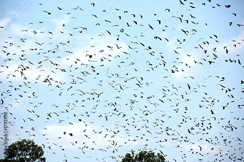 Photo: fruit bat invasion. fruit bat invasion.