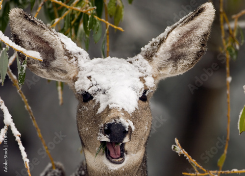 deer in the snow