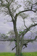 old tree