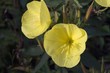 evening primrose