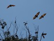 more fruit bats 45.