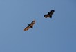 more fruit bats 51,