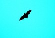more fruit bats 47.