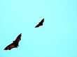 more fruit bats 48.