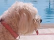 bichon maltais