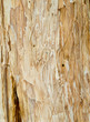 bark tree texture from paperbark / melaleuca bark tree texture from paperbark / melaleuca
