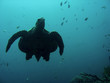 sipadan turtle