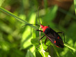 bug