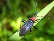 flying bug