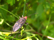 bug   2