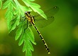 Photo: black and yellow dragonfly 5. black and yellow dragonfly 5.