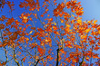 Foto: feuilles d`automne 1 feuilles d`automne 1