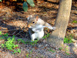 eastern grey squirrel (sciurus carolinensis) eastern grey squirrel (sciurus carolinensis)