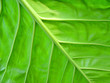 green leaf texture green leaf texture