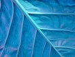 blue leaf texture blue leaf texture