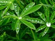 lupinedrop