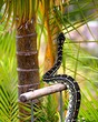 friendly python 1.